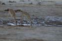 2877_Botswana_Khwai_Impalas