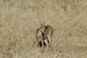 3001_Botswana_Savuti_Steenbok