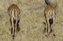 3025_Botswana_Savuti_Impalas