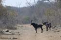 3851_Botswana_Chobe_Hippotragues_noirs