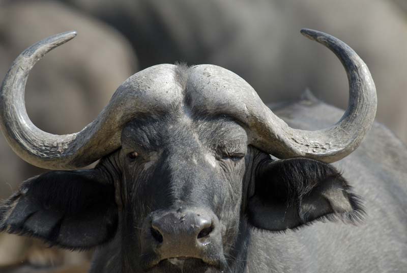 1321_Botswana_Xakanaxa_Buffles