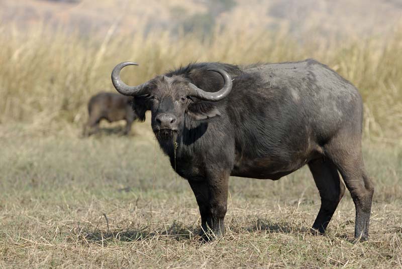 4481_Botswana_Chobe_Buffle