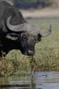 4630_Botswana_Chobe_Buffle