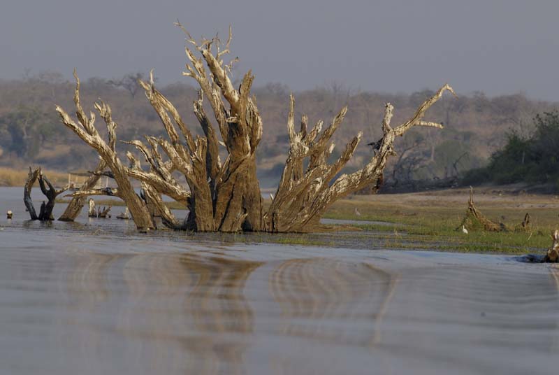 4877_Botswana_Chobe_arbre_d_obsersation