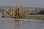 4877_Botswana_Chobe_arbre_d_obsersation