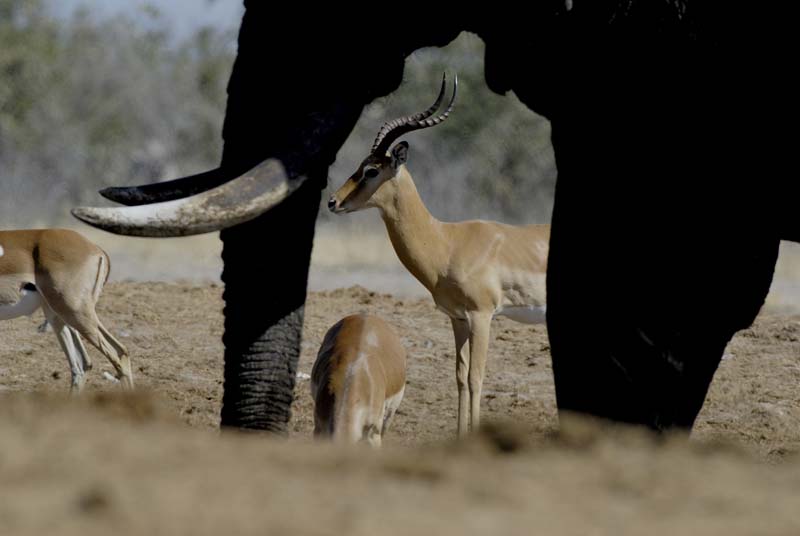 3333_Botswana_Savuti_Impalas