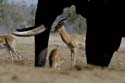 3333_Botswana_Savuti_Impalas