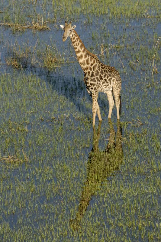 0200_Botswana_Maun_Girafes