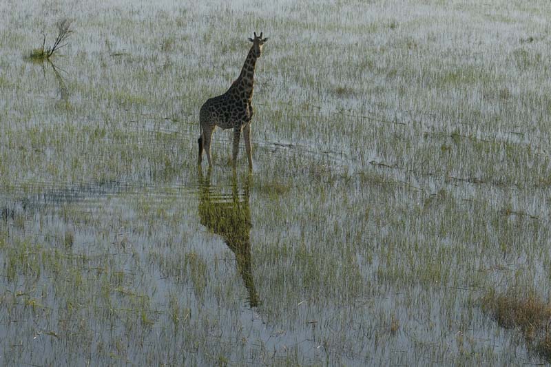 0206_Botswana_Maun_Girafes