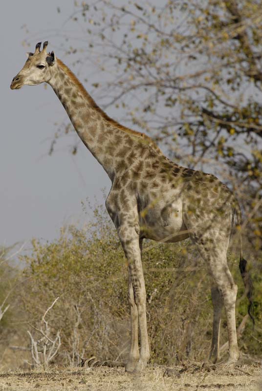 3883_Botswana_Chobe_Girafes