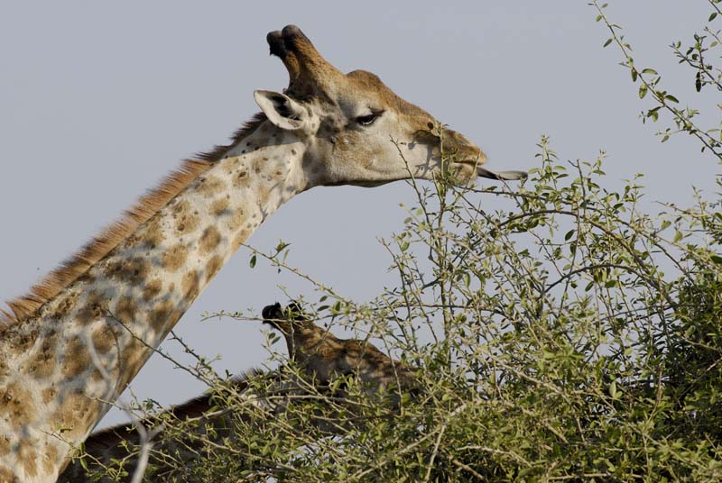 3891_Botswana_Chobe_Girafes