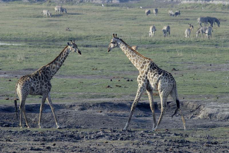 3916_Botswana_Chobe_Girafes