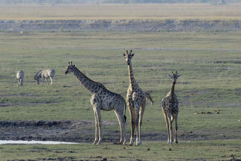 3926_Botswana_Chobe_Girafes