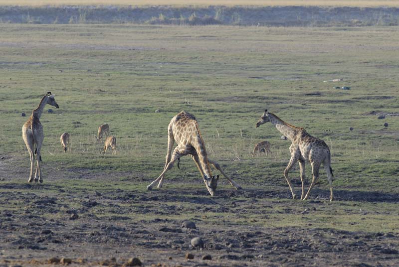 3931_Botswana_Chobe_Girafes