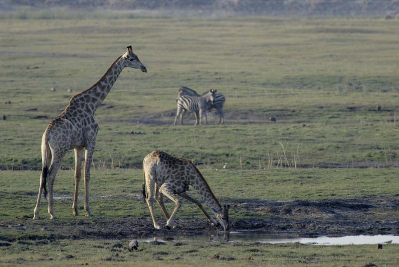 3954_Botswana_Chobe_Girafes