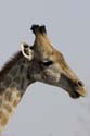 3879_Botswana_Chobe_Girafes