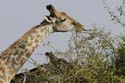 3891_Botswana_Chobe_Girafes