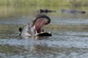 1864_Botswana_Khwai_Hippopotames