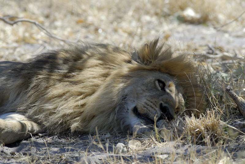 3056_Botswana_Savuti_Lions
