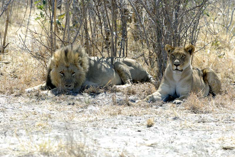 3084_Botswana_Savuti_Lions