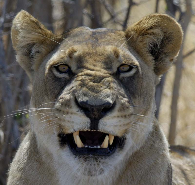 3088_Botswana_Savuti_Lions_1