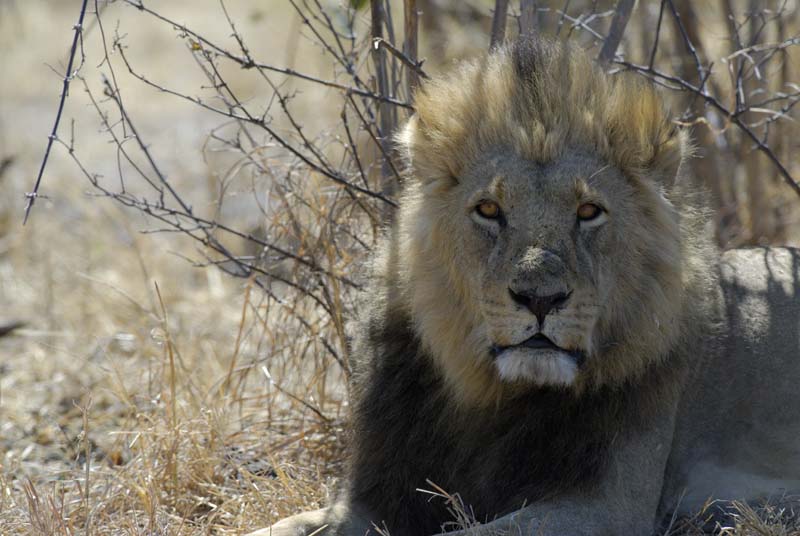 3092_Botswana_Savuti_Lions