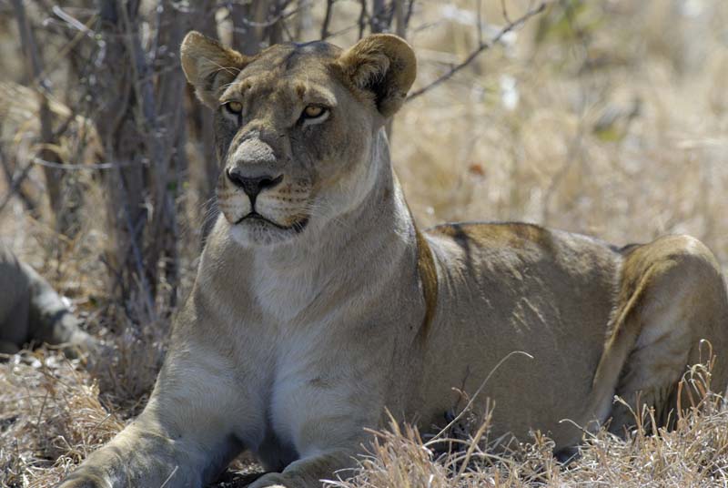 3093_Botswana_Savuti_Lions
