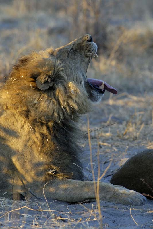 3176_Botswana_Savuti_Lions_1