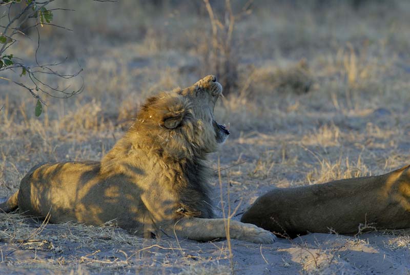 3178_Botswana_Savuti_Lions