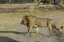 1554_Botswana_Xakanaxa_Lions