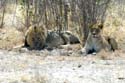 3084_Botswana_Savuti_Lions