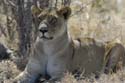 3093_Botswana_Savuti_Lions