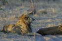 3178_Botswana_Savuti_Lions