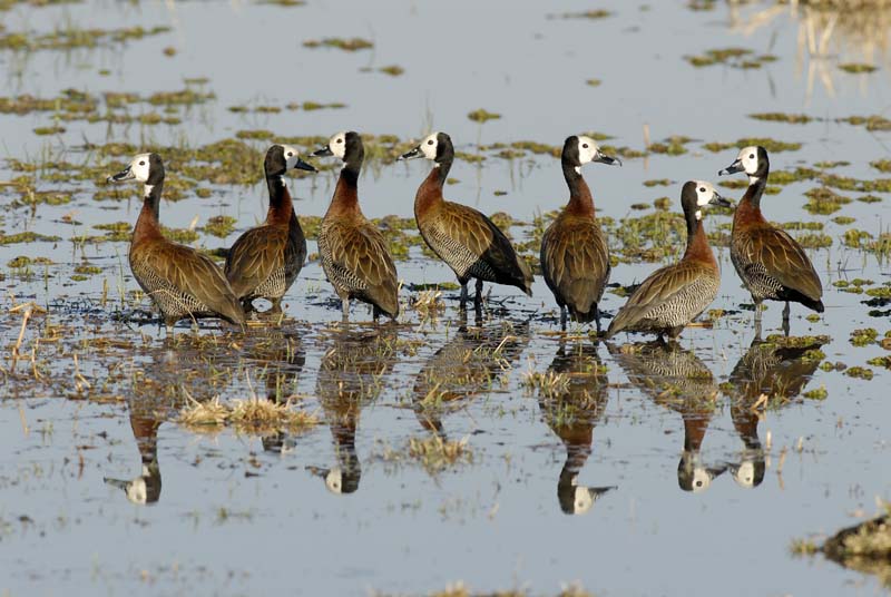 0475_Botswana_Maun_Dendrocygnes_veuf