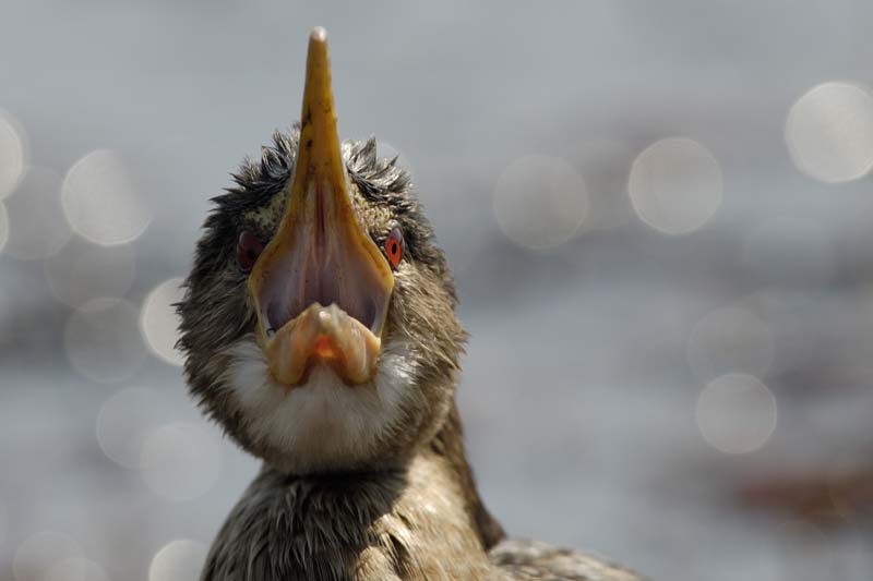 0641_Botswana_Xakanaxa_Cormorans