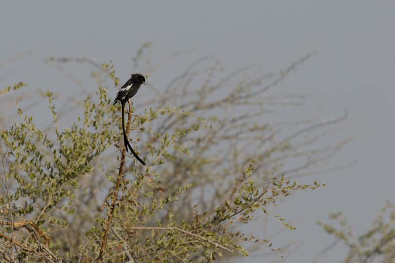 1989_Botswana_Khwai_Corvinelle_noir_et_blanc