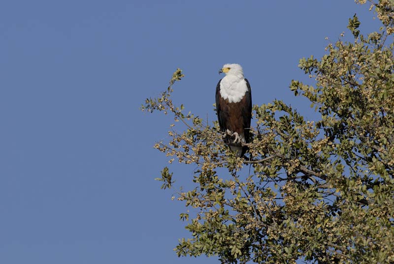 2669_Botswana_Khwai_Aigle_pecheur