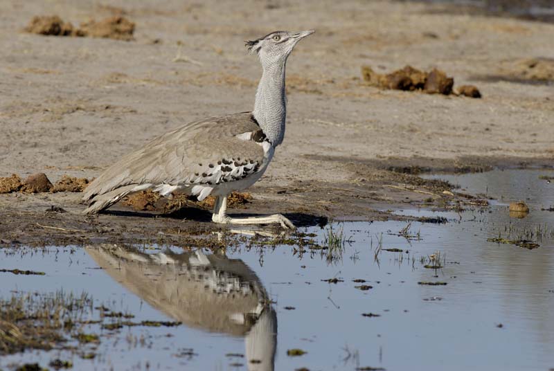 2746_Botswana_Khwai_Outardes_kori