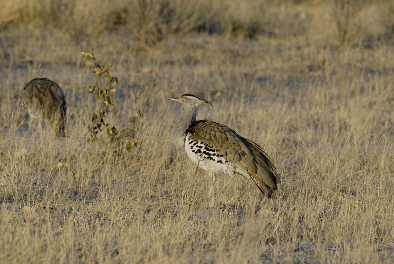 2948_Botswana_Savuti_Outardes_kori