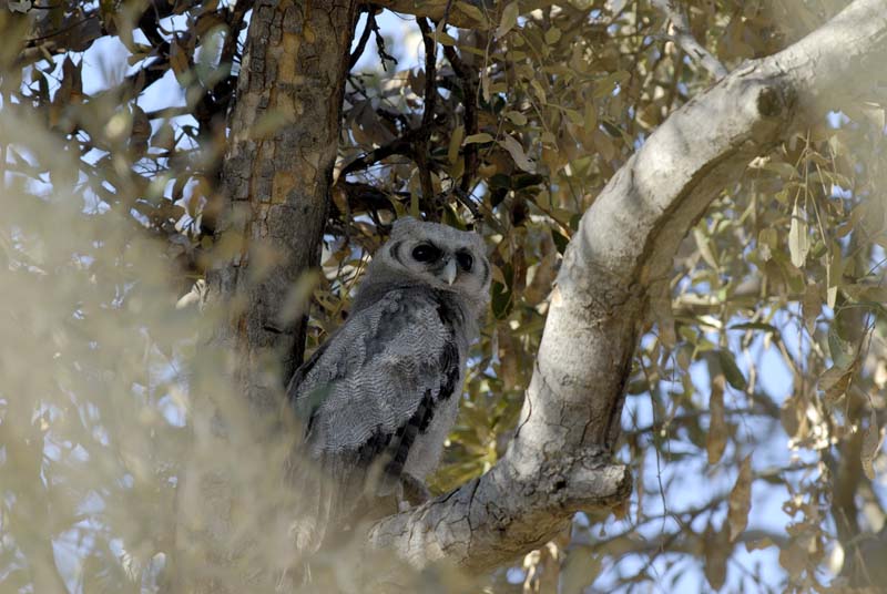 3158_Botswana_Savuti_Hibou_grand_duc_de_Verreaux