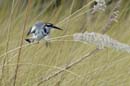 0572_Botswana_Xakanaxa_Alcyon_pie