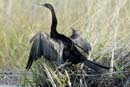 0597_Botswana_Xakanaxa_Anhinga_d_Afrique