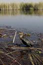 0651_Botswana_Xakanaxa_Cormorans