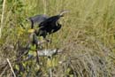 0841_Botswana_Xakanaxa_Anhinga_d_Afrique