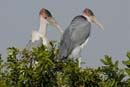 0902_Botswana_Xakanaxa_Marabouts_d_Afrique