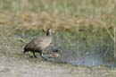 2178_Botswana_Khwai_Francolin_de_Swainson