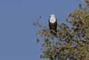 2669_Botswana_Khwai_Aigle_pecheur