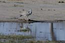 2682_Botswana_Khwai_Outardes_kori