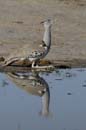 2729_Botswana_Khwai_Outardes_kori_1