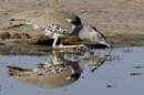 2732_Botswana_Khwai_Outardes_kori_1
